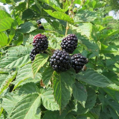 Ежевика Блэк Мэджик купит саженцы в Крыму