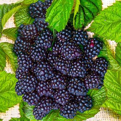 Ежевика Блэк Сатин купить саженцы в Крыму