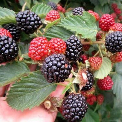 Ежевика Джамбо купить саженцы цены в Крыму