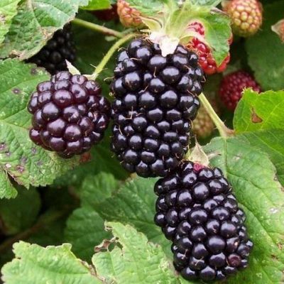 Ежевика Гигант купить саженцы в Крыму