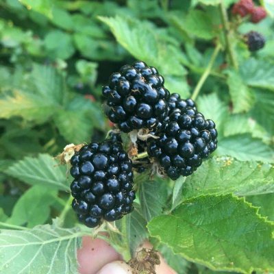 Ежевика Лох Нес купить в Крыму