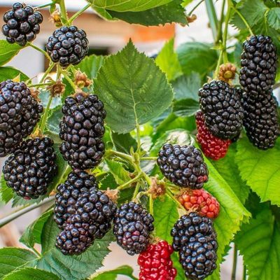 Ежевика Натчез купить саженцы в Крыму, опт и розница