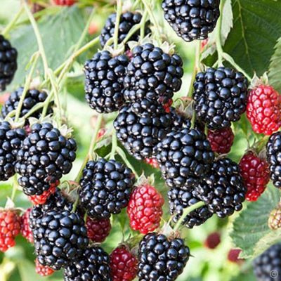 Ежевика Навахо купить саженцы цены в Крыму