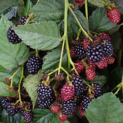 Ежевика Небеса могут подождать купить саженцы в Крыму, цена опт и розница