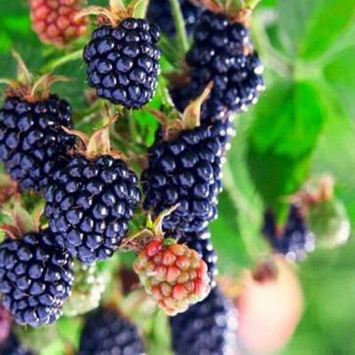 Ежевика Осейдж купить саженцы в Крыму