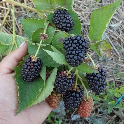 Ежевика Прайм Арк Тревелер купить саженцы в Крыму