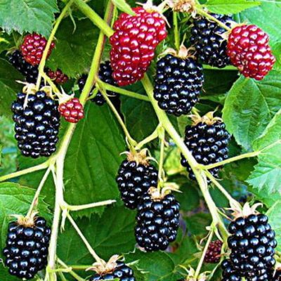 Ежевика Прайм Джим купить саженцы в Крыму