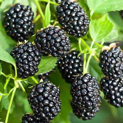 Ежевика Рубен купить саженцы в Крыму