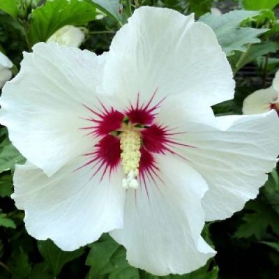 Гибискус Древовидный Белый купить саженцы в Крыму недорого