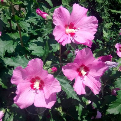 Гибискус Древовидный Розовый купить в Крыму недорого