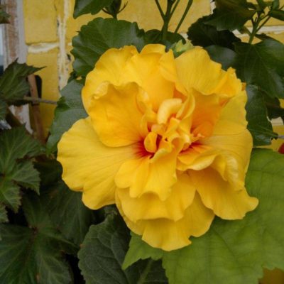 Гибискус Махровый Желтый купить саженцы в Крыму недорого