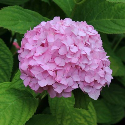 Гортензия розовая купить саженцы в Крыму