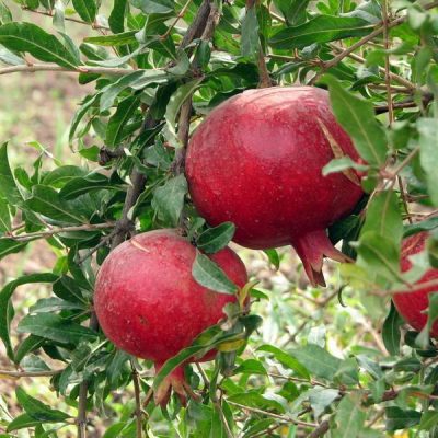 Гранат Азиатский продажа саженце в Крыму, цена опт и розница