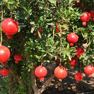 Гранат Крымский полосатый саженцы в продаже цена розница и опт