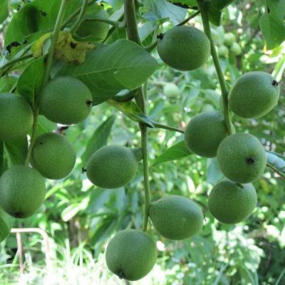 Грецкий орех Великан купить саженцы цены в Крыму