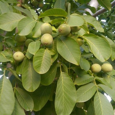 Грецкий орех Великан купить саженцы цены в Крыму