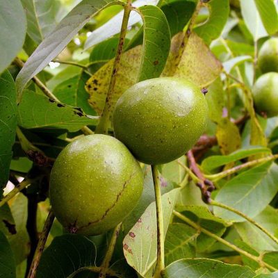 Грецкий орех Краснодарец купить саженцы цены в Крыму