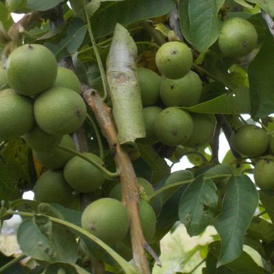 Грецкий орех Урожайный купить саженцы цены в Крыму