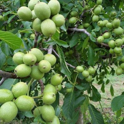 Грецкий орех Великан купить саженцы в розницу и оптом