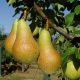 Груша Абат Фитель купить саженцы цены в Крыму
