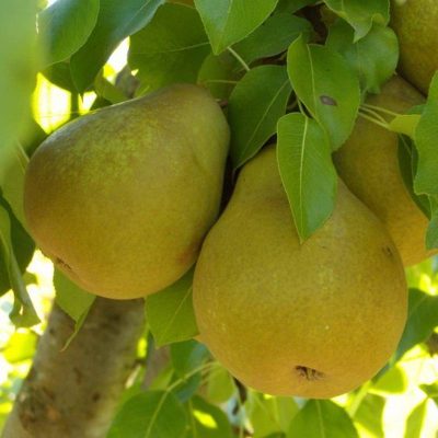 Груша Бере Киевская купить саженцы в Крыму цены