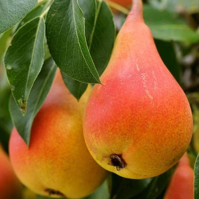 Груша Красивая купить саженцы оптом и врозницу