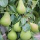 image_(18)[1]