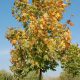 image_(4)[1]