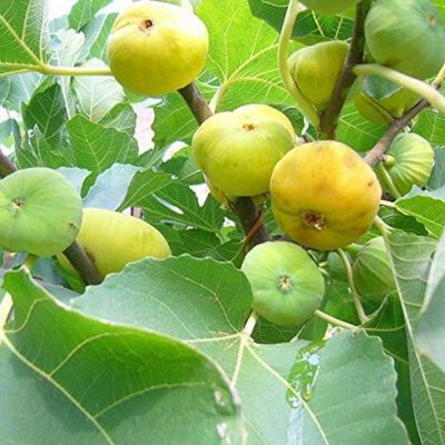 Инжир Адриатический белый купить саженцы в Крыму