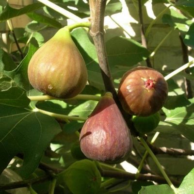 Инжир Брунсвик фиолет купить саженцы цена в Крыму