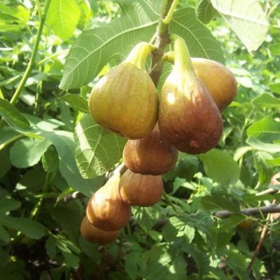 Инжир Далматский купить саженцы в Крыму