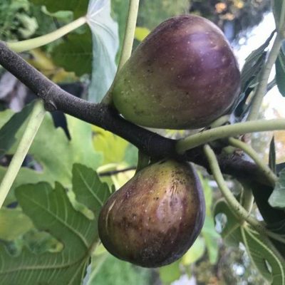 Инжир Финиковый купить саженцы в Крыму