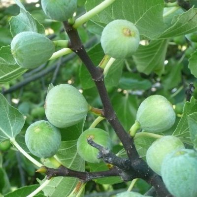 Инжир Кадота купить саженцы в Крыму