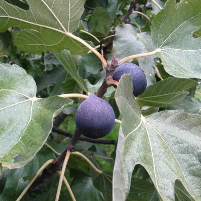 Инжир Крымский Черный купить саженцы в Крыму