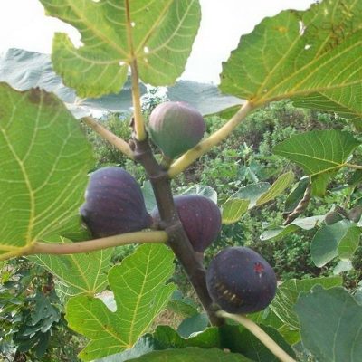 Инжир Магарачский купить саженцы в Крыму