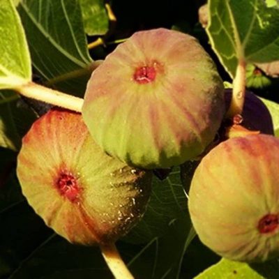 Инжир Медовый белый купить саженцы цены в Крыму