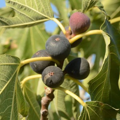 Инжир Никитский купить саженцы в Крыму