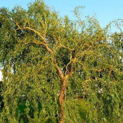 Ива Матсудана купить в Крыму саженцы недорого