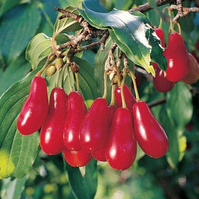 Кизил Элегантный купить саженцы в Крыму