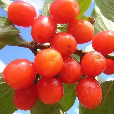 Кизил Коралловый купить саженцы в Крыму недорого