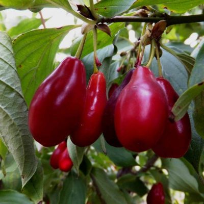 Кизил Лукьяновский купить саженцы в Крыму