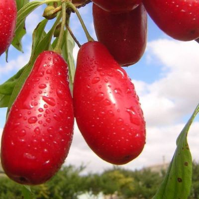 Кизил Пионер купить саженцы в Крыму цена недорого