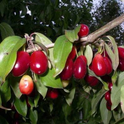 Кизил Светлячок купить саженцы недорого в Крыму