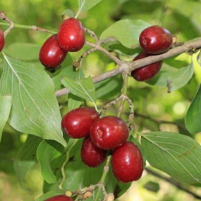 Кизил Вавиловец купить саженцы в Крыму, недорого