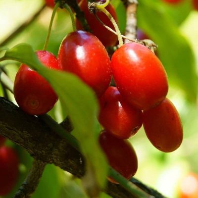 Кизил Владимирский купить саженцы в Крыму