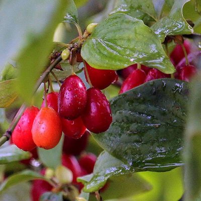 Кизил Выдубицкий купить саженцы недорого в Крыму