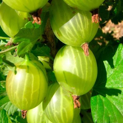 Крыжовник Бесшипный купить саженцы в Крыму