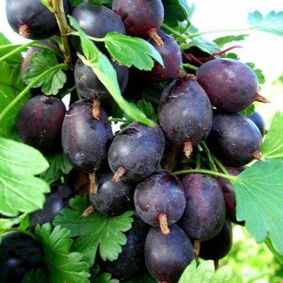 Крыжовник Черномор купить саженцы цена Крым