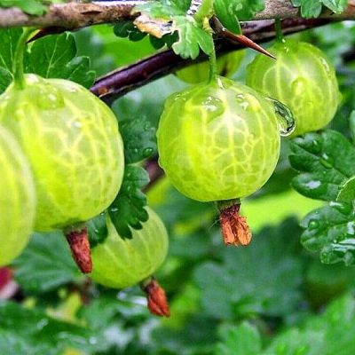 Крыжовник Донецкий крупноплодный купить саженцы цены в Крыму