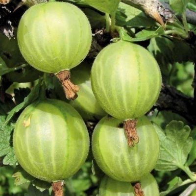 Крыжовник Мраморный купить саженцы в Крыму